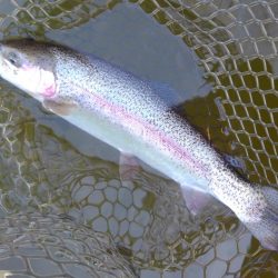 大安トラウトレイク釣果